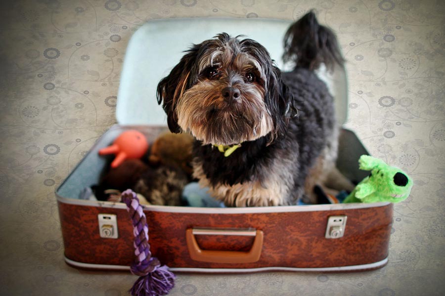 Packing suitcase dog